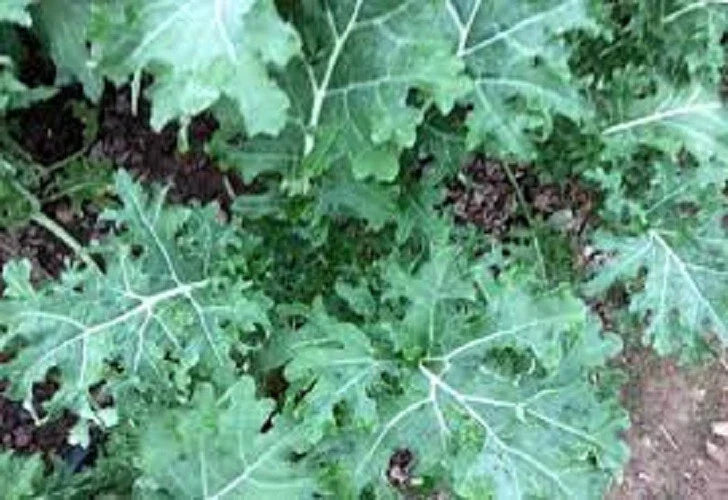 Organic White Russian Kale Seeds - Heirloom Brassica oleracea for Home Gardening, Tender Leaves, Non-GMO, Full Sun, 100 Seeds