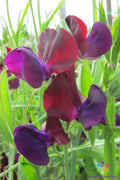 Purple Prince Sweet Pea Seeds – 50+ Packets, Fragrant Deep Purple Flowers, Climbing Vine, Lathyrus odoratus, Garden Planting, USA Grown