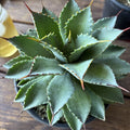 Agave Potatorum Plant 6" Rooted Succulent in Pot for Indoor Outdoor