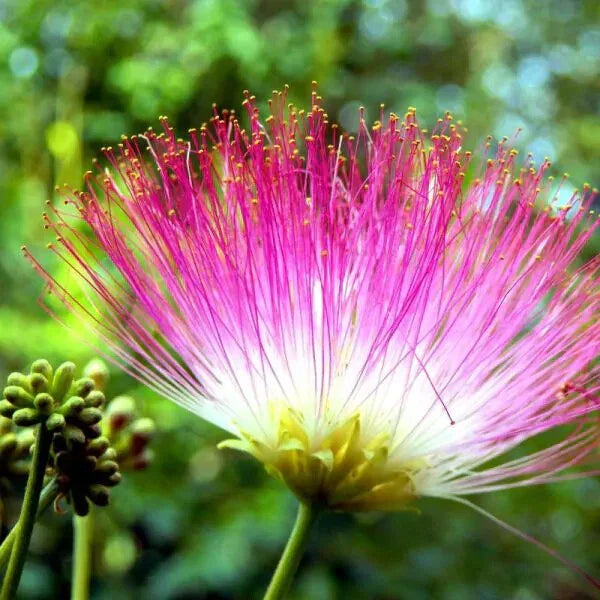 Pink Mimosa Tree Cuttings Lot of 30 | Unrooted 7-8" | Albizia julibrissin | Nectar-Rich Pollinator Attracting
