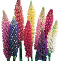 Giant Lupine Seeds - 200 Count - Exotic Flower Variety - Lupinus polyphyllus - Vibrant Colors, Easy to Grow
