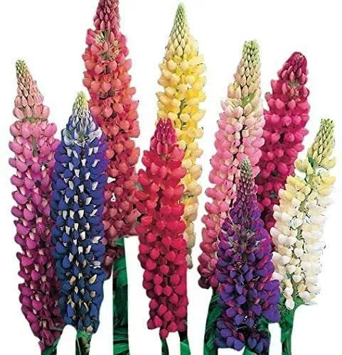 Giant Lupine Seeds - 200 Count - Exotic Flower Variety - Lupinus polyphyllus - Vibrant Colors, Easy to Grow