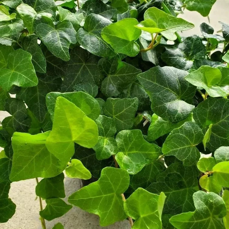 English Ivy Rooted Cuttings 4-inch | Hedera helix Houseplant for Indoor Gardening & Decoration