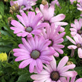 Light Purple Cape Daisy Seeds - Osteospermum ecklonis - 200+ Non-GMO Garden Flower Seeds for Borders & Containers