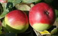 Fameuse Apple Seeds - 25+ Count for Gardening, Malus domestica, USA Grown, Non-GMO, Easy to Grow, Backyard Orchard Planting