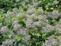 Clematis Seeds - Traveller's Joy & Old Man's Bear (Clematis vitalba) Climbing Perennial Vine, 30 Seeds