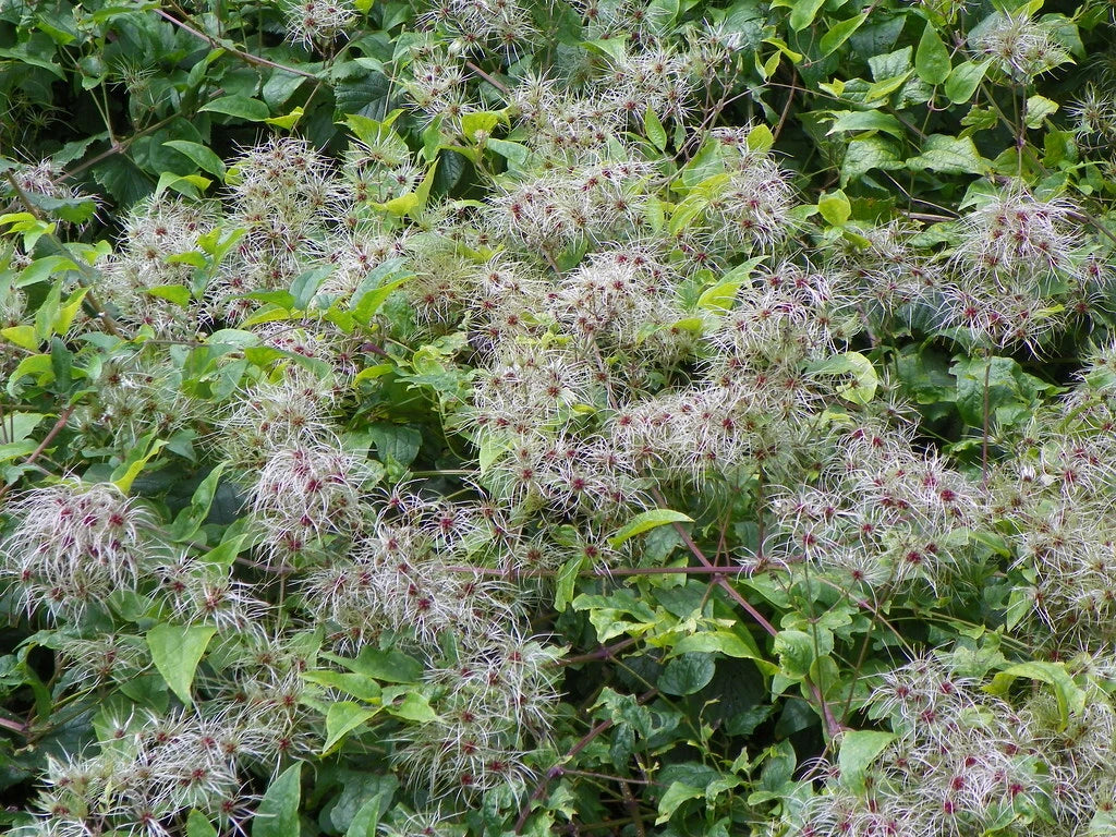 Clematis Seeds - Traveller's Joy & Old Man's Bear (Clematis vitalba) Climbing Perennial Vine, 30 Seeds
