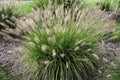 Fountain Grass Seeds - 20+ Pennisetum Alopecuroides Ornamental Grass for Borders & Containers