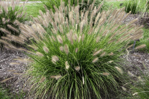 Fountain Grass Seeds - 20+ Pennisetum Alopecuroides Ornamental Grass for Borders & Containers