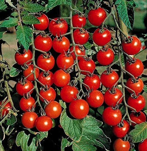Cherry Tomato Seeds Pack - 100 Heirloom Solanum lycopersicum for Container & Garden Growing