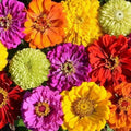 Organic Painted Wagon Zinnia Seeds - Colorful Flower Garden Plants - Zinnia elegans - Full Sun, Summer Blooms