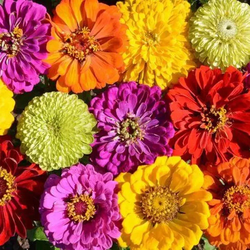 Organic Painted Wagon Zinnia Seeds - Colorful Flower Garden Plants - Zinnia elegans - Full Sun, Summer Blooms