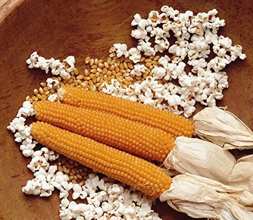 Snow Puff Popcorn Seeds - Heirloom Zea mays everta - 25+ Seeds for Home Garden, Non-GMO, USA Grown, Full Sun, Easy to Grow