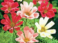 Cosmos Seeds Mix 300+ Seeds Wildflower Drought Tolerant Pollinator Attracting Cosmos bipinnatus Seed Packet