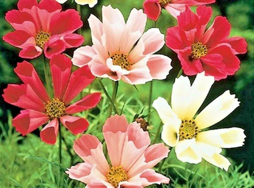 Cosmos Seeds Mix 300+ Seeds Wildflower Drought Tolerant Pollinator Attracting Cosmos bipinnatus Seed Packet