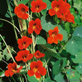 Spitfire Nasturtium Seeds Pack of 50+ | Vibrant Orange & Red Flowers | Tropaeolum majus | Edible, Fast-Growing Garden Plant
