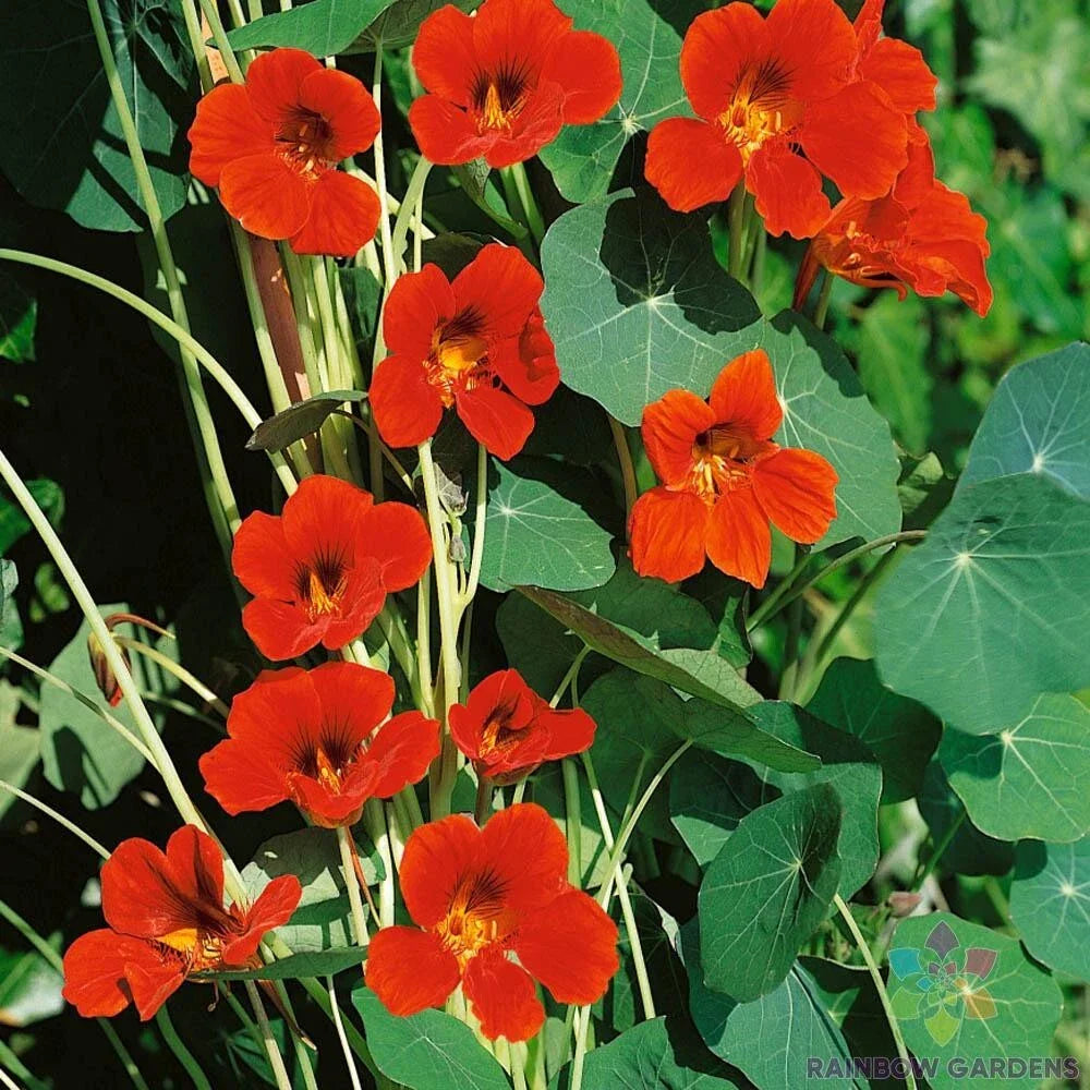 Spitfire Nasturtium Seeds Pack of 50+ | Vibrant Orange & Red Flowers | Tropaeolum majus | Edible, Fast-Growing Garden Plant