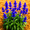 Blue Sage Seeds - Perennial Herb, Heirloom, Mosquito Repellent, Salvia azurea, 200+ Seeds
