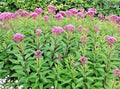 Joe Pye Weed Seeds - Native Wildflower for Summer Garden - Eupatorium purpureum - Attracts Pollinators, Heat & Cold Tolerant