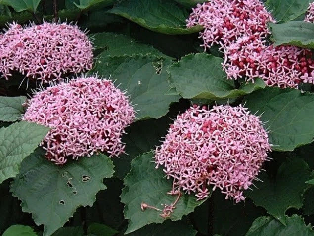 Pink Clerodendrum Cuttings with Roots - Clerodendrum thomsoniae - 3 Pack, Vibrant Pink Blooms, Easy to Grow Indoor & Outdoor Plant