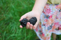 Giant Blackberry Seeds Bulk 1000 - Rubus fruticosus 'Triple Crown' - Medicinal, Antioxidant, Fruit Plant for Garden & Cultivation