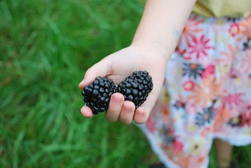 Giant Blackberry Seeds Bulk 1000 - Rubus fruticosus 'Triple Crown' - Medicinal, Antioxidant, Fruit Plant for Garden & Cultivation