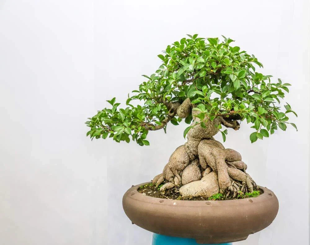 Ficus Bonsai Tree Seeds - 25 Pack Indoor Plant Ficus retusa Easy Care Gardening Supplies