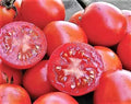 Siberian Tomato Seeds - Organic Non-GMO Heirloom, Juicy, Cool Climate, 120+ Seeds for Home Gardening, Solanum lycopersicum