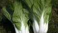 Heirloom Cabbage Seeds - Pak Choi White Stem Chinese - Non-GMO Brassica rapa subsp. chinensis Seed Packet