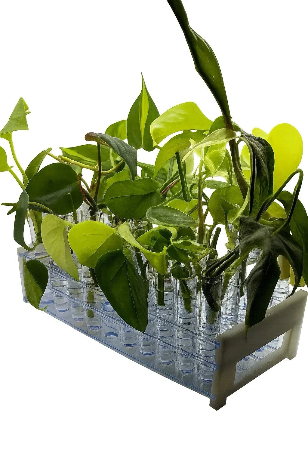 12-Pack Houseplant Mystery Box | Assorted Indoor Plants | Common & Rare Varieties | 4-Inch Potted Collection