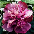 Double Pink Purple Hibiscus Seeds - Perennial Flower Seeds Hibiscus rosa-sinensis, Pink & Purple Blooms, Butterfly & Hummingbird Attractant