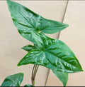 Syngonium podophyllum Green Arrowhead Plant Cuttings - 2 Healthy Propagation Clippings for Indoor Decor