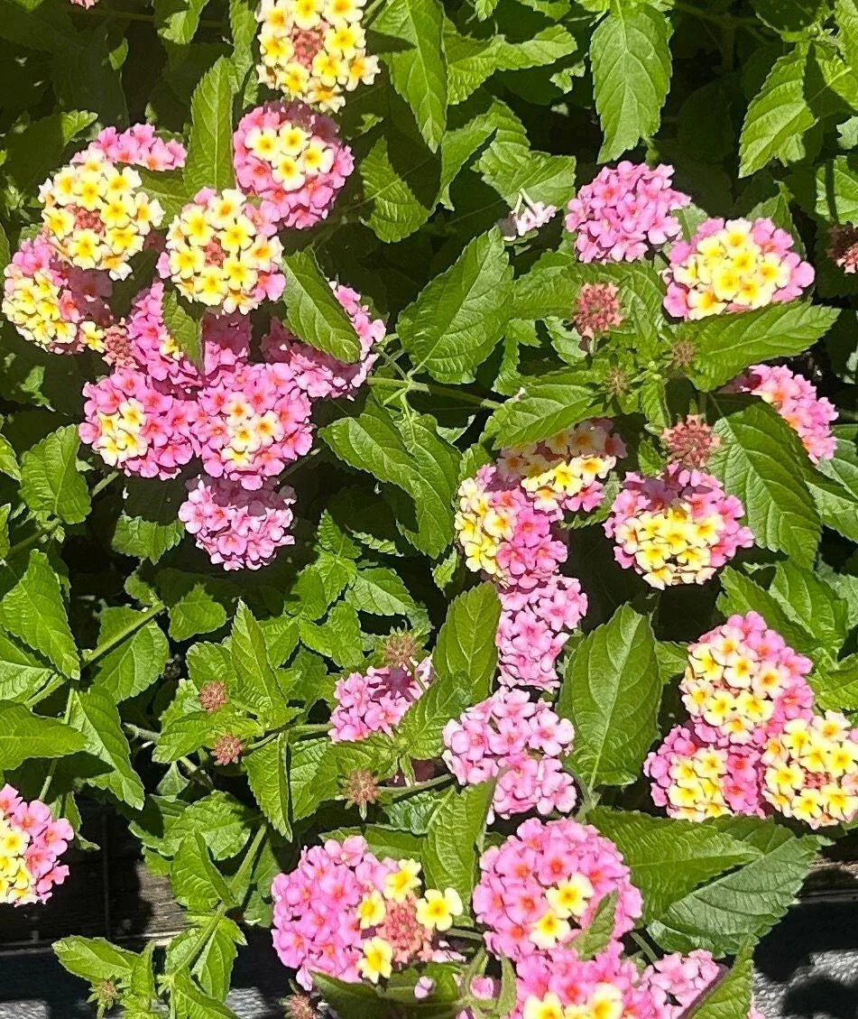 Lantana Plant Plug - Chapel Hill Pink - Easy to Grow Lantana camara for Garden, Border, or Container