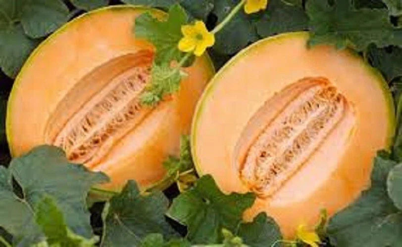 Premium Heirloom Cantaloupe Seeds - Delicious 51 Variety, Sweet, Early Maturing, Cucumis melo, Home Garden, Non-GMO