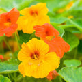 Dwarf Jewel Mix Nasturtium Seeds - Tropical Garden Variety - Edible Flowers, Vibrant Colors, Tropaeolum majus, Easy to Grow