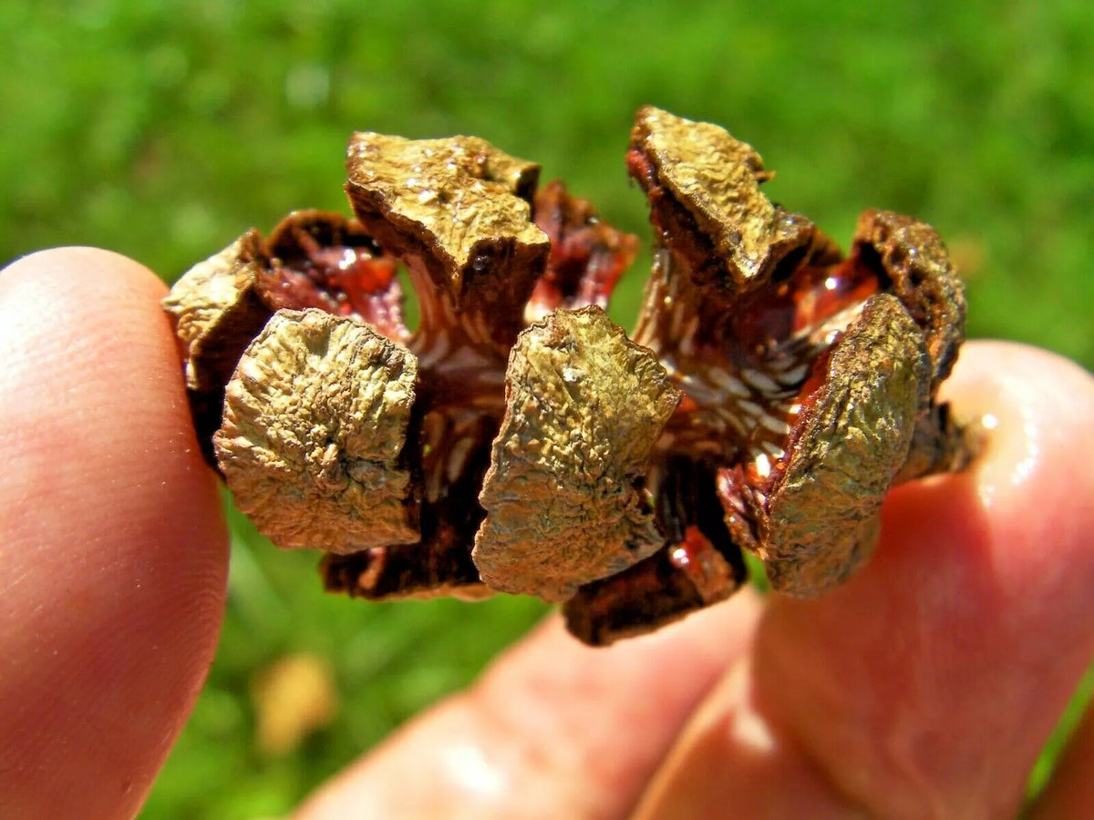 Italian Cypress Pods - 10 Count Natural Craft Materials Cupressus sempervirens for Floral Arrangements & Decor