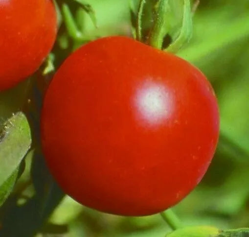 Siberian Tomato Seeds 50+ | Determinate Cool Season Vegetable | Solanum lycopersicum | Compact Bush Plant