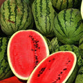 Jubilee Improved Watermelon Seeds | Heirloom Non-GMO Citrullus lanatus | Fruit Seeds for Garden Planting