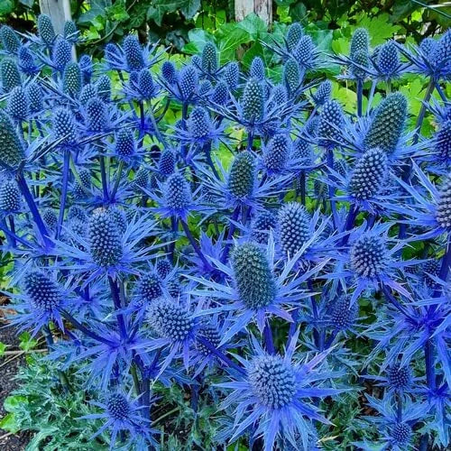 Blue Glitter Sea Holly Seeds - Eryngium Planum - Ornamental Flower Seeds for Garden & Landscape - 25 Count