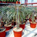 Pachypodium geayi Seeds | Rare Madagascar Palm Tree | Succulent Cacti Plant for Indoor & Outdoor Gardening