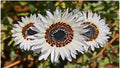 Italian White Sunflower Seeds – Heirloom Non-GMO Helianthus annuus for Tall Cut Flowers – 100+ Packets