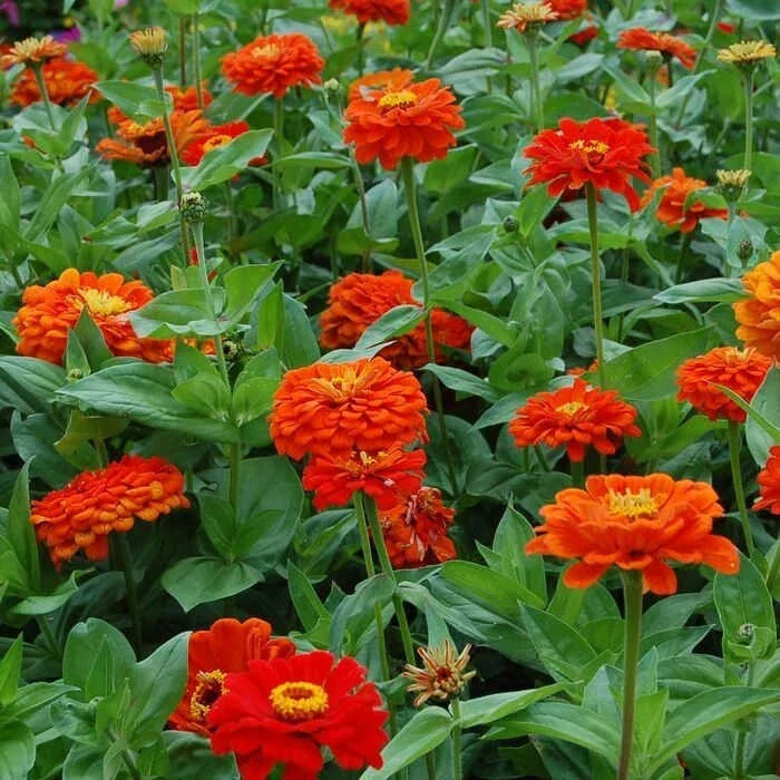 Orange King Zinnia Seeds - 100+ Pack, Annual Flower Seeds for Garden, Zinnia elegans, Vibrant Orange Blooms, Butterfly Attractant