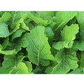 Florida Broadleaf Mustard Seeds – 4000 NON-GMO Heirloom Brassica juncea Seeds for Home Gardening