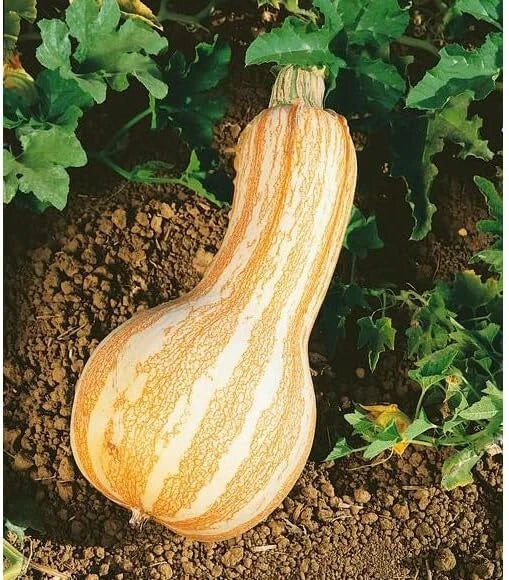 Cushaw Pumpkin Seeds - 10 Seeds - Orange Striped Variety - Cucurbita argyrosperma - Heirloom Garden Seed
