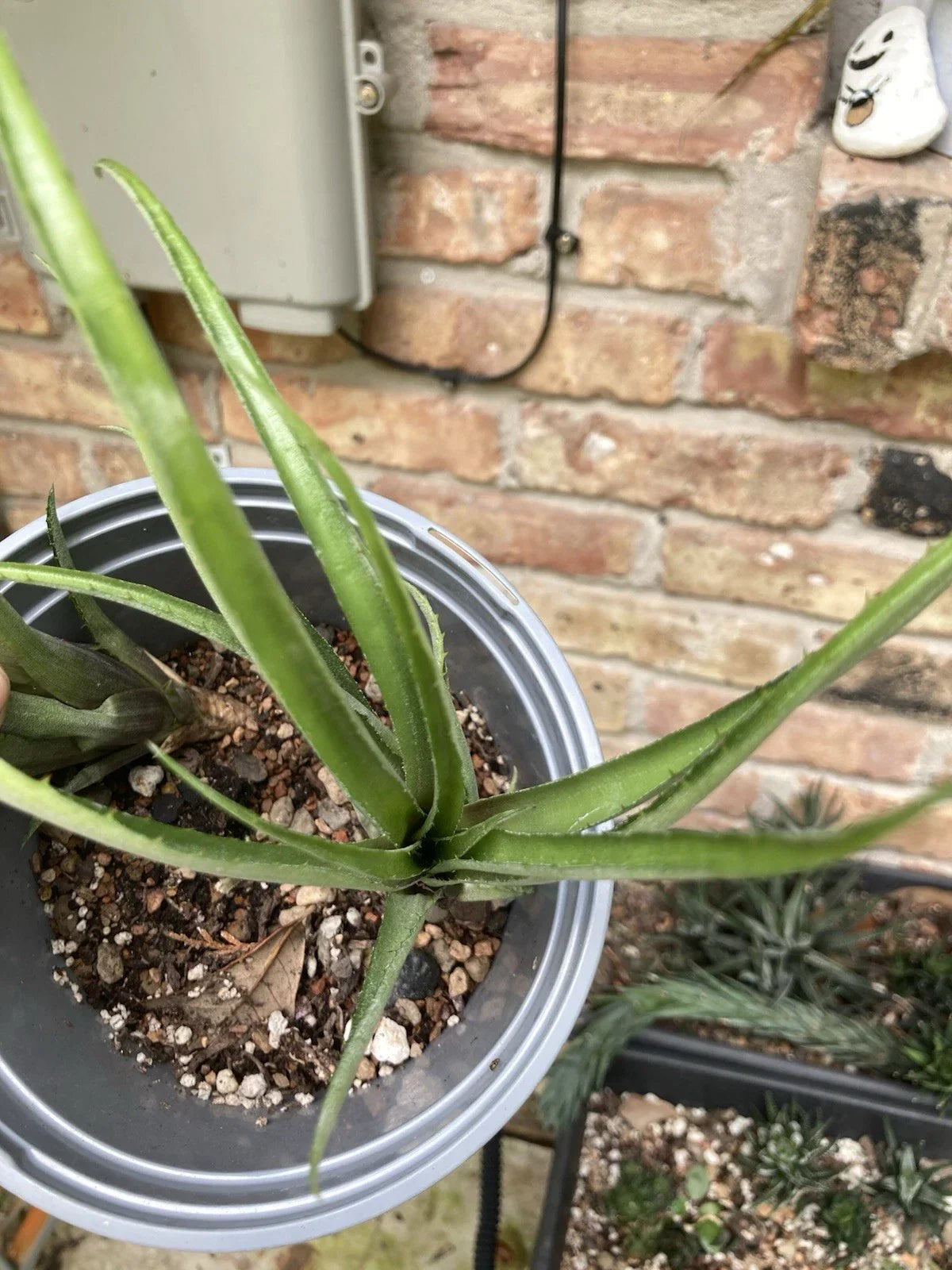 Aechmea Recurvata Bromeliad Rooted Cutting | Tropical Indoor/Outdoor Houseplant | Unique Foliage & Colorful Blooms