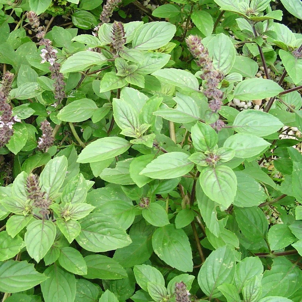 Live Rooted African Basil Plant 4" – Edible Fragrant Herb Ocimum basilicum