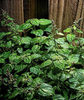 Patchouli Seeds - 30+ Pogostemon cablin Herb for Fragrance Oil Production, Aromatic Leaves, Indoor & Outdoor Gardening