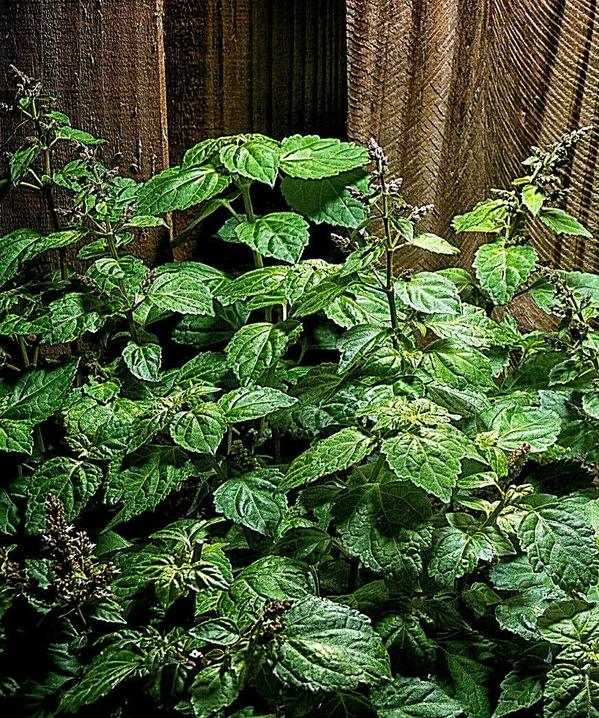 Patchouli Seeds - 30+ Pogostemon cablin Herb for Fragrance Oil Production, Aromatic Leaves, Indoor & Outdoor Gardening