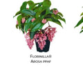 Medinilla Magnifica Plant Starter | Rare Live Well Rooted AROSA Magnifica