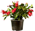 Christmas Cactus Live Plant 4-Inch Pot Red Zygocactus Succulent Indoor Houseplant